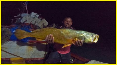 Pescaria Em Alto Mar Muita Pescada Gigante Na Madrugada Uma Atr S Da