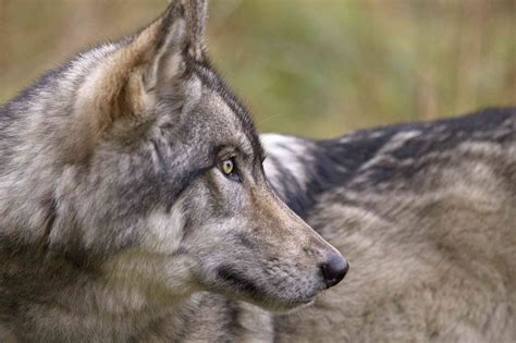 Coexisting with Gray Wolves | Defenders of Wildlife