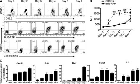 Ontogeny Analysis Of Bcl6 Expression And Tfh Cell Development A