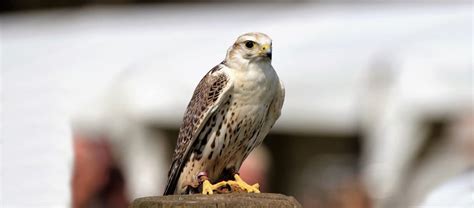 The Speedy Saker Falcon | Critter Science