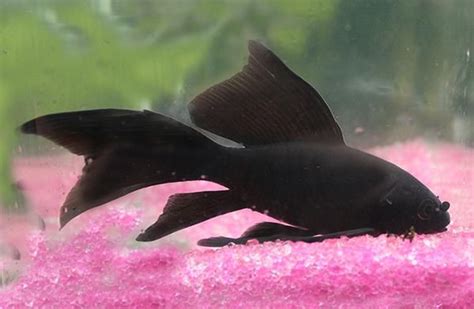 29 Awesome Black Comet Goldfish Images Goldfish Pet Goldfish Comet