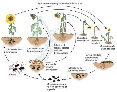 Head Rot Identification In Sunflowers Harvest Management Manitoba