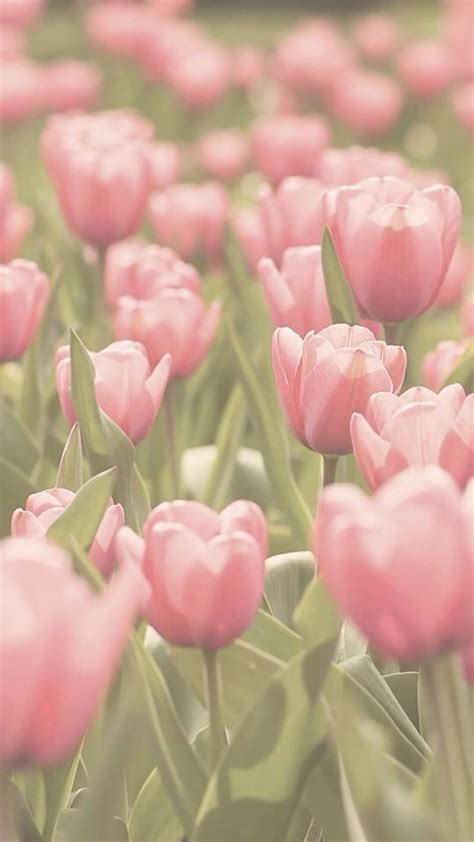 Tulips Tulip Wallpaper Wallpaper Phone Wallpaper Aesthetics Pics