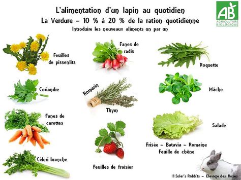 Verdure Et L Gumes Pour Lapin