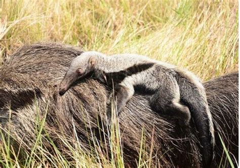 Parque Nacional Iberá Nació Un Ejemplar De Oso Hormiguero Gigante