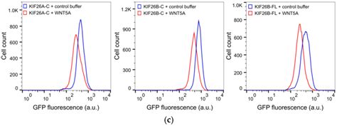 The C Terminus Of KIF26B Is Sufficient And Required For WNT5A Dependent