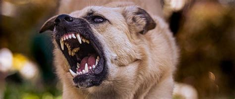 Rage Syndrome in Dogs | Dog Training Blog