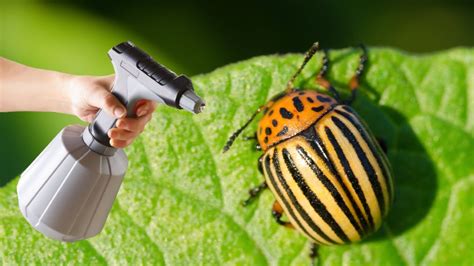 Najja I Organski Insekticid Lisne U I Krumpirove Zlatice I Mravi