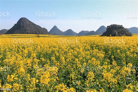 Rapeseed Flowers Of Luoping In Yunnan China Stock Photo Download