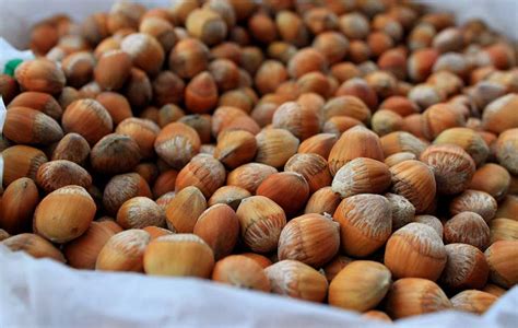 Hazelnut Foraging For Culinary And Medicinal Use Britishlocalfood