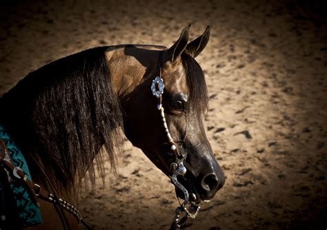 Arabian Horse Arabian Horse Show - Western Competition Egyptian ...