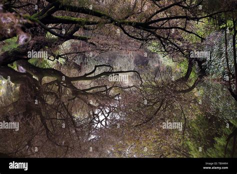 Reflections Of Branches In The Water Stock Photo Alamy