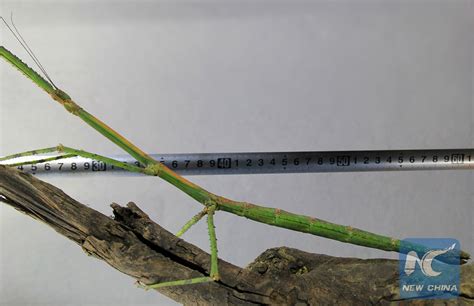 World S Longest Insect This Species Grows To A Total Length Of 624 Mm Found In S China S