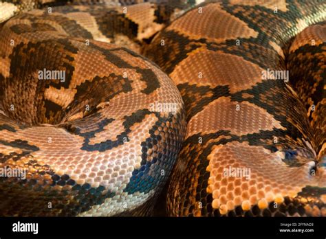 Sydney Australia Closeup Of The Skin Of A Malayopython Reticulatus Or