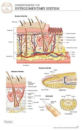 Label The Integumentary System