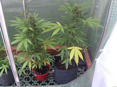 Strain Gallery Northern Light Automatic Royal Queen Seeds PIC