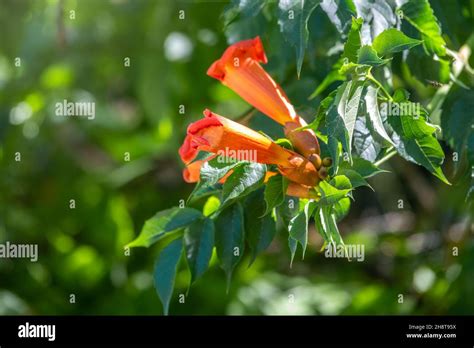 Red Flowers Of Campsis Grandiflora In Blossoming During Summer Campsis