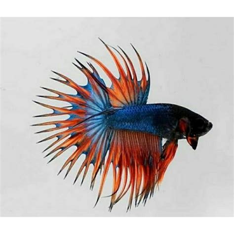 Jual CROWNTAIL MASCOT Shopee Indonesia