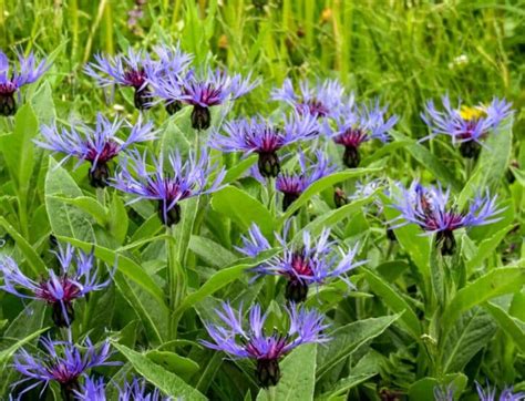 25 Full Sun Perennial Flowers Anyone Can Grow