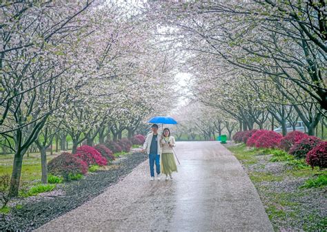 四大赏花游线路美丽发布 武汉江夏赏花游今日浪漫启幕 荆楚网 湖北日报网