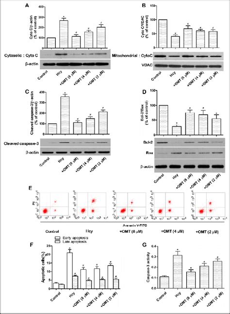 Effects Of Omton Hcy Induced Apoptosisin Huvecs A Effects Of Omt On