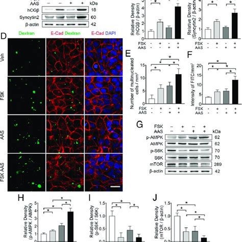 Aas Simultaneously Promotes Syncytialization And Macropinocytosis In