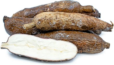 Yuca Root Information Recipes And Facts