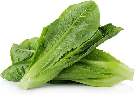 Amazon 3000 Parris Island Cos Romaine Lettuce Seeds 4 Grams