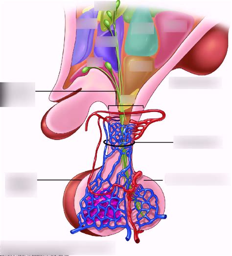 Hypothalamus pituitary axis Diagram | Quizlet