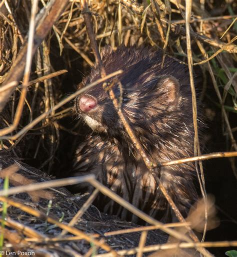 American Mink Croston Moss DSC 9333 Kestrel2694 Flickr