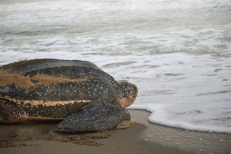 Leatherback Sea Turtle Fact Info Guide American Oceans