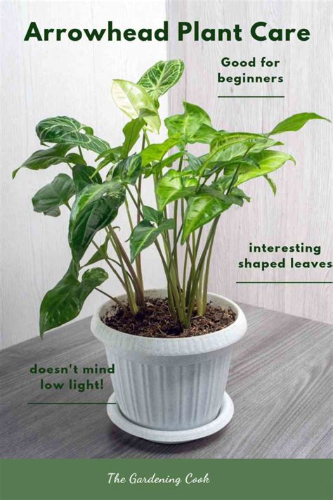 Arrowhead Plant Care Tips For Growing Syngonium Podophyllum