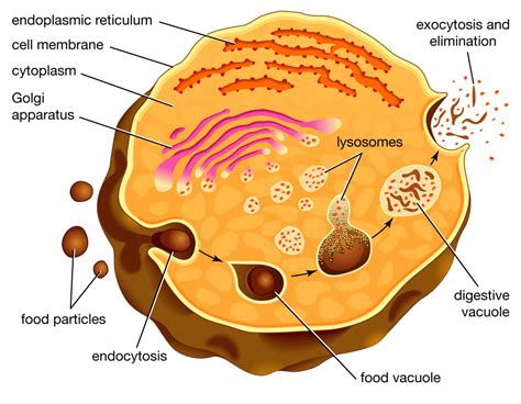 Unveiling The Lysosome The Cellular Recycling Center