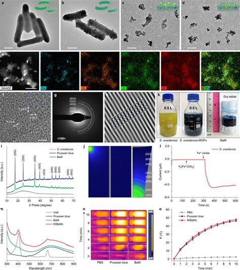 Synthesis And Morphology Characterizations Tem Images Of As Oneidensis