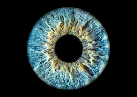 High Resolution Digital Image Iris Photo