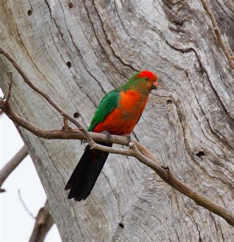 Australian King Parrot male - ZooChat