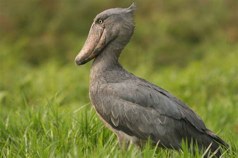 Filming The Shoebill In Uganda Africa Fixers