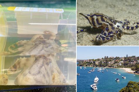 Woman hospitalized after bite from venomous octopus