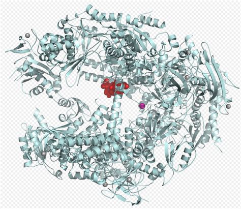 Alpha Amanitin Encyclopedia Mdpi