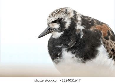 18 Ruddy Turnstone Roosting Images Stock Photos 3D Objects Vectors