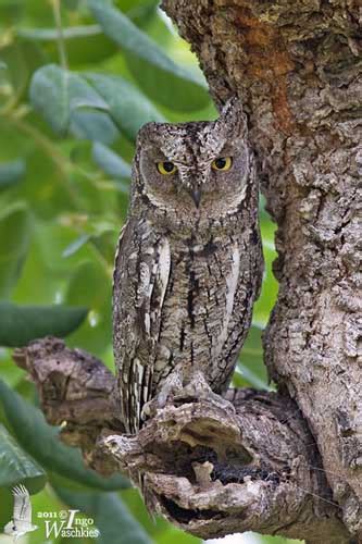 Eurasian Scops Owl