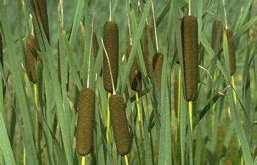 How To Make Flour From Cattails - Survival Manual