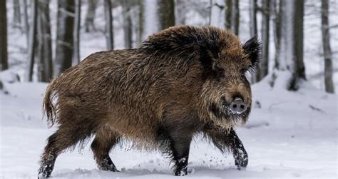 Huge Feral Hogs Wreaking Havoc And Building Pigloos Across Canada