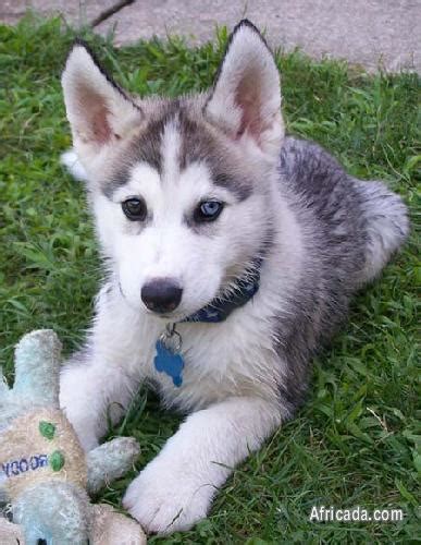 FREE SIBERIAN HUSKY PUPPIES FOR ADOPTION | Dogs / Puppies for sale in ...