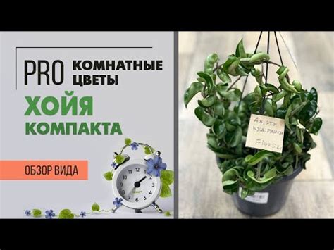 Хойя Компакта - ампельное изящество | Восковой плющ - YouTube