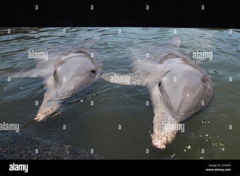 Portrait Of Dolphins At A Dolphin Show In Varadero Cuba Stock Photo