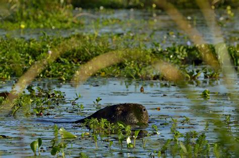 Fotos Gratis Agua Naturaleza Pantano P Jaro R O Estanque Fauna