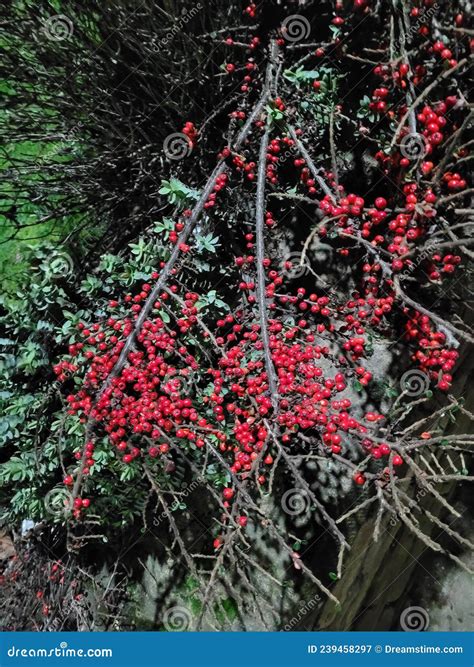 Red berry Bush 2 stock image. Image of hjjj, berry, bush - 239458297