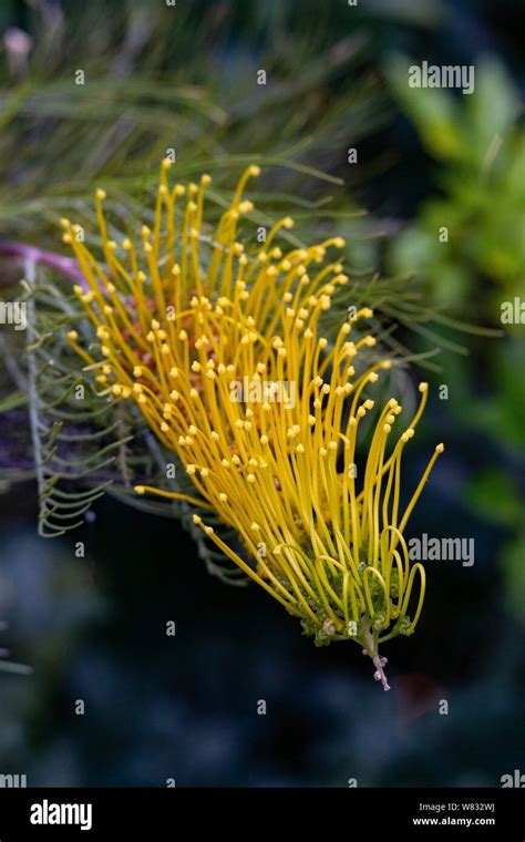 Planta De Grevillea Fotograf As E Im Genes De Alta Resoluci N Alamy