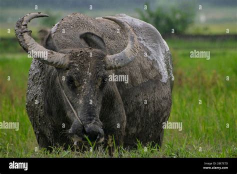 Vietnam Farming Water Buffalo Hi Res Stock Photography And Images Alamy